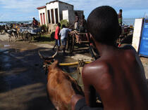 Tuléar - Madagascar. © Philip Plisson / Plisson La Trinité / AA14753 - Nos reportages photos - Faune