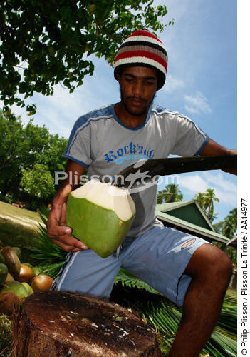 Les Seychelles. - © Philip Plisson / Plisson La Trinité / AA14977 - Nos reportages photos - Flore