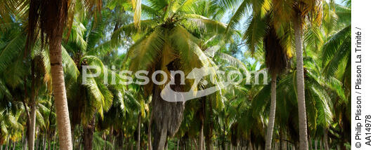Palmiers aux Seychelles. - © Philip Plisson / Plisson La Trinité / AA14978 - Nos reportages photos - Arbre
