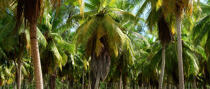 Palm trees in Seychelles. © Philip Plisson / Plisson La Trinité / AA14978 - Photo Galleries - Fauna and Flora