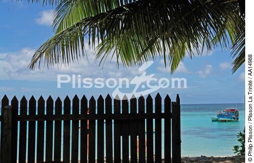 Les Seychelles. - © Philip Plisson / Plisson La Trinité / AA14988 - Nos reportages photos - Palmier
