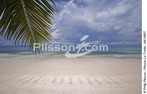 Beach in Seychelles. - © Philip Plisson / Plisson La Trinité / AA14997 - Photo Galleries - Palm tree