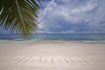 Beach in Seychelles. © Philip Plisson / Plisson La Trinité / AA14997 - Photo Galleries - Tree