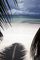 Beach in Seychelles. © Philip Plisson / Plisson La Trinité / AA14998 - Photo Galleries - Fauna and Flora