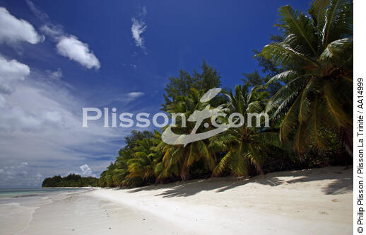 Beach in Seychelles. - © Philip Plisson / Plisson La Trinité / AA14999 - Photo Galleries - Palm tree