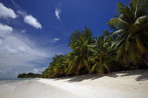 Beach in Seychelles. © Philip Plisson / Plisson La Trinité / AA14999 - Photo Galleries - Flora