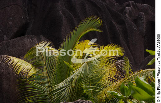 Seychelles. - © Philip Plisson / Plisson La Trinité / AA15000 - Photo Galleries - Tree