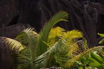Seychelles. © Philip Plisson / Plisson La Trinité / AA15000 - Photo Galleries - Flora
