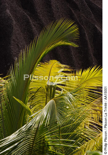 Les Seychelles. - © Philip Plisson / Plisson La Trinité / AA15001 - Nos reportages photos - Palmier