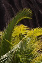Seychelles. © Philip Plisson / Plisson La Trinité / AA15001 - Photo Galleries - Flora