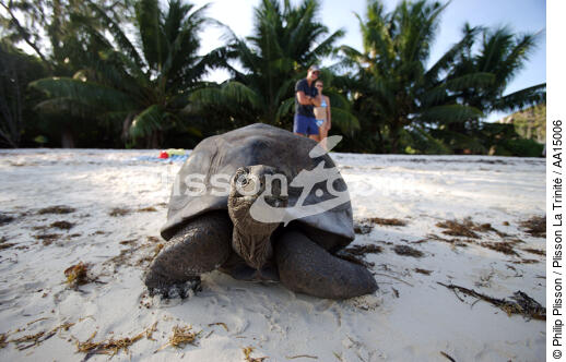 Tortoise in Seychelles. - © Philip Plisson / Plisson La Trinité / AA15006 - Photo Galleries - Seychelles