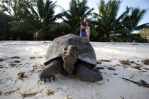 Tortoise in Seychelles. © Philip Plisson / Plisson La Trinité / AA15006 - Photo Galleries - Seychelles