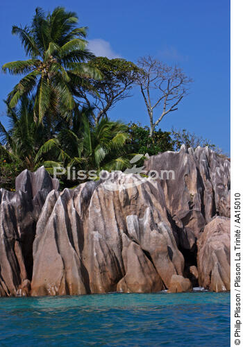Les Seychelles. - © Philip Plisson / Plisson La Trinité / AA15010 - Nos reportages photos - Palmier