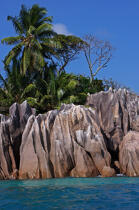 The Seychelles. © Philip Plisson / Plisson La Trinité / AA15010 - Photo Galleries - Tree