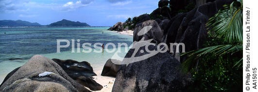 The Seychelles. - © Philip Plisson / Plisson La Trinité / AA15015 - Photo Galleries - Tree