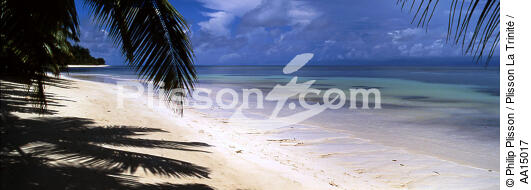 The Seychelles. - © Philip Plisson / Plisson La Trinité / AA15017 - Photo Galleries - Palm tree