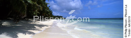 Les Seychelles. - © Philip Plisson / Plisson La Trinité / AA15019 - Nos reportages photos - Palmier