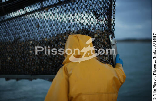 Oyster farming in the bay of Quiberon. - © Philip Plisson / Plisson La Trinité / AA15087 - Photo Galleries - Oyster Farming