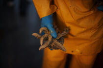 Oyster farming in the bay of Quiberon. © Philip Plisson / Plisson La Trinité / AA15088 - Photo Galleries - Starfish