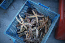 Starfish. © Philip Plisson / Plisson La Trinité / AA15094 - Photo Galleries - Starfish