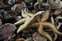 Starfish. © Philip Plisson / Plisson La Trinité / AA15095 - Photo Galleries - Starfish