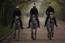 Bois de Vincennes. Chevaux gris de l'étendard. © Philip Plisson / Plisson La Trinité / AA15144 - Nos reportages photos - Régiment de cavalerie