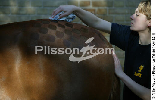 Cavalière peaufinant le damier. - © Philip Plisson / Plisson La Trinité / AA15210 - Nos reportages photos - Mammifère