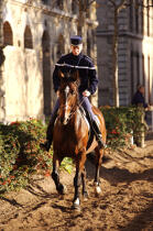 Republican guard. Quartier des Célestins © Philip Plisson / Plisson La Trinité / AA15277 - Photo Galleries - Horse