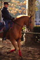 Republican guard. Quartier des Célestins © Philip Plisson / Plisson La Trinité / AA15278 - Photo Galleries - Horse