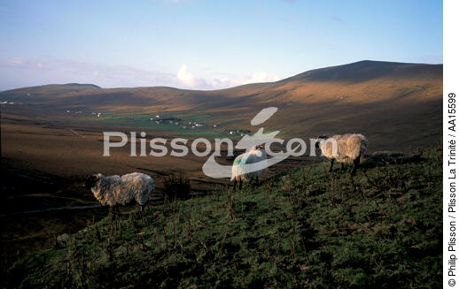 Achill island - © Philip Plisson / Plisson La Trinité / AA15599 - Nos reportages photos - Mammifère
