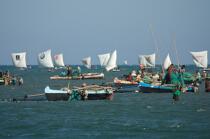 Malagasy Cup © Philip Plisson / Plisson La Trinité / AA15835 - Photo Galleries - Rowing boat