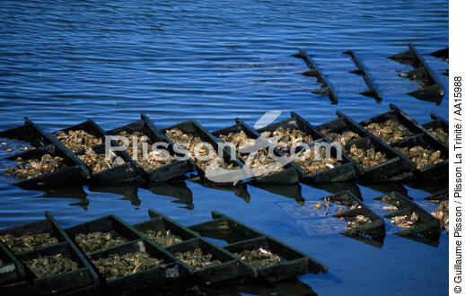Oyster farming in Brittany. - © Guillaume Plisson / Plisson La Trinité / AA15988 - Photo Galleries - Oyster Farming
