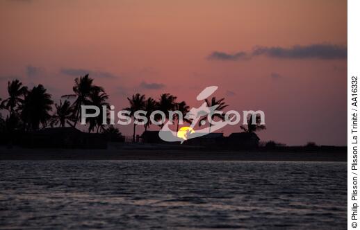 Belo sur mer - © Philip Plisson / Plisson La Trinité / AA16332 - Photo Galleries - Palm tree