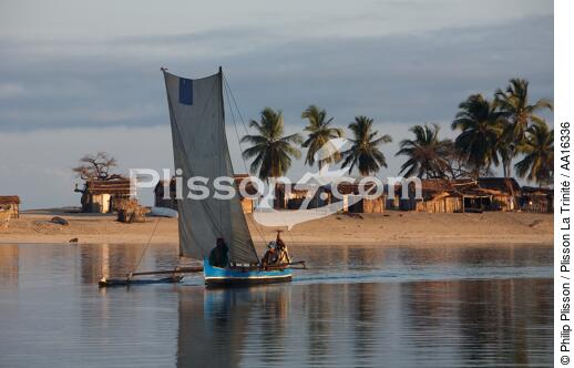 Belo sur mer - © Philip Plisson / Plisson La Trinité / AA16336 - Nos reportages photos - Arbre