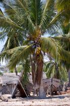 Belo sur mer © Philip Plisson / Plisson La Trinité / AA16388 - Photo Galleries - Coconut palm