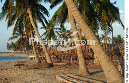 Belo sur mer - © Philip Plisson / Plisson La Trinité / AA16394 - Photo Galleries - Coconut palm