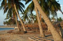 Belo sur mer © Philip Plisson / Plisson La Trinité / AA16394 - Photo Galleries - Coconut palm