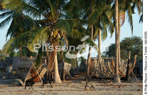 Belo sur mer - © Philip Plisson / Plisson La Trinité / AA16395 - Photo Galleries - Coconut palm