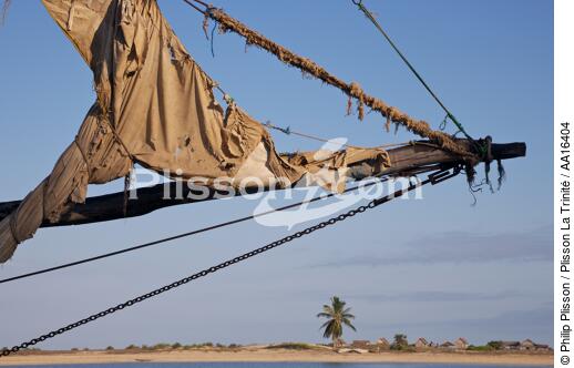 Belo sur mer - © Philip Plisson / Plisson La Trinité / AA16404 - Photo Galleries - Coconut palm