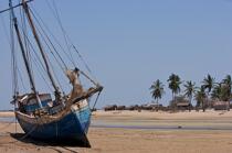 Belo sur mer © Philip Plisson / Plisson La Trinité / AA16405 - Nos reportages photos - Cocotier