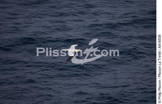 Gannet - © Philip Plisson / Plisson La Trinité / AA16508 - Photo Galleries - Gannet