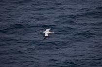 Fou de Bassan © Philip Plisson / Plisson La Trinité / AA16508 - Nos reportages photos - Oiseau marin