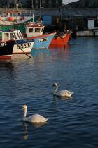 Polpero, England © Philip Plisson / Plisson La Trinité / AA16514 - Photo Galleries - Swan