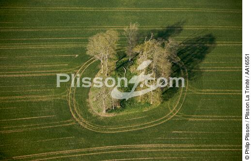 England - © Philip Plisson / Plisson La Trinité / AA16551 - Photo Galleries - Tree