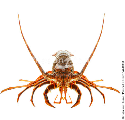 Spiny lobster - © Guillaume Plisson / Plisson La Trinité / AA16960 - Photo Galleries - Gourmet food
