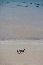 Sur une plage du Cotentin © Philip Plisson / Plisson La Trinité / AA16987 - Nos reportages photos - Marée