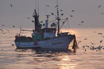 Pêche à la sardine en Galice © Philip Plisson / Plisson La Trinité / AA17051 - Nos reportages photos - Espagne