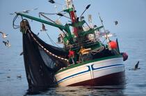 Pêche à la sardine en Galice © Philip Plisson / Plisson La Trinité / AA17052 - Nos reportages photos - Galice