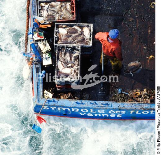 Pêche a la Morgate - © Philip Plisson / Plisson La Trinité / AA17055 - Nos reportages photos - Format carré