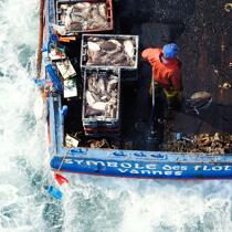 Pêche a la Morgate © Philip Plisson / Plisson La Trinité / AA17055 - Nos reportages photos - Pêche côtière